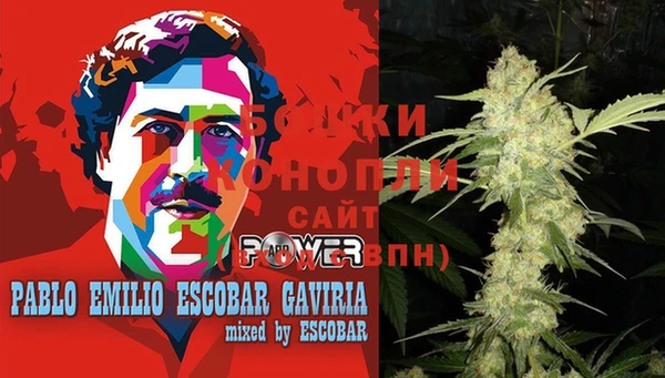 прущие грибы Абаза